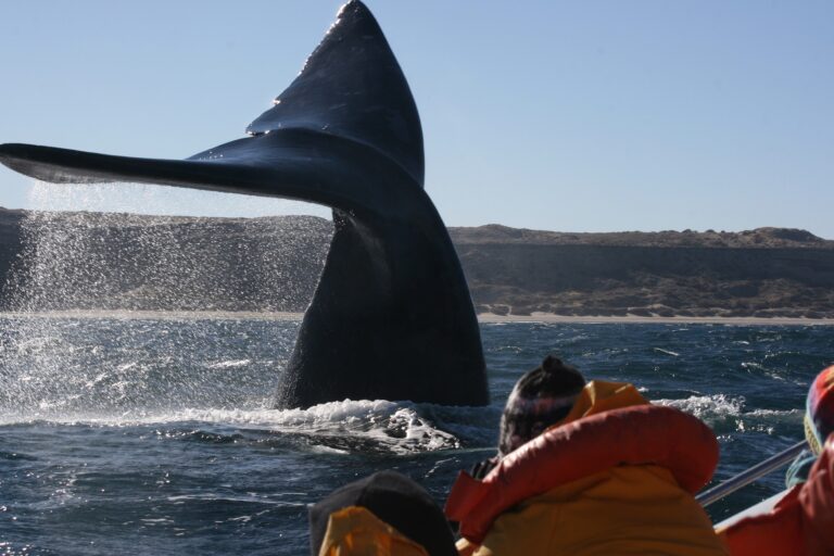 Visitar Puerto Madryn