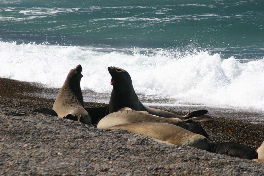 visitar Puerto Madryn
