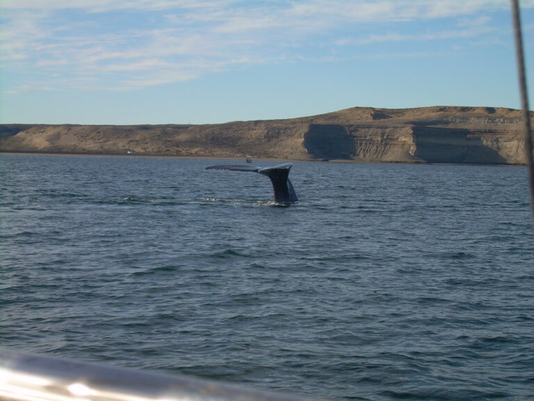Visitar Puerto Madryn