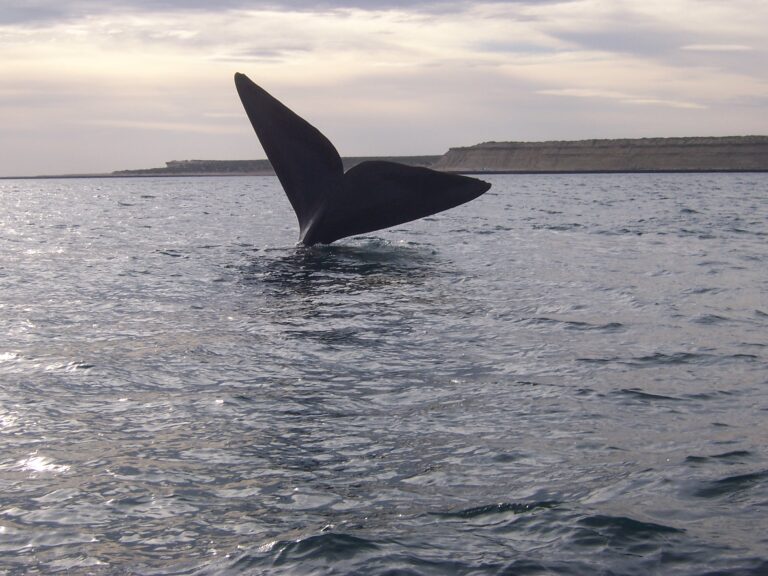 Visitar Puerto Madryn