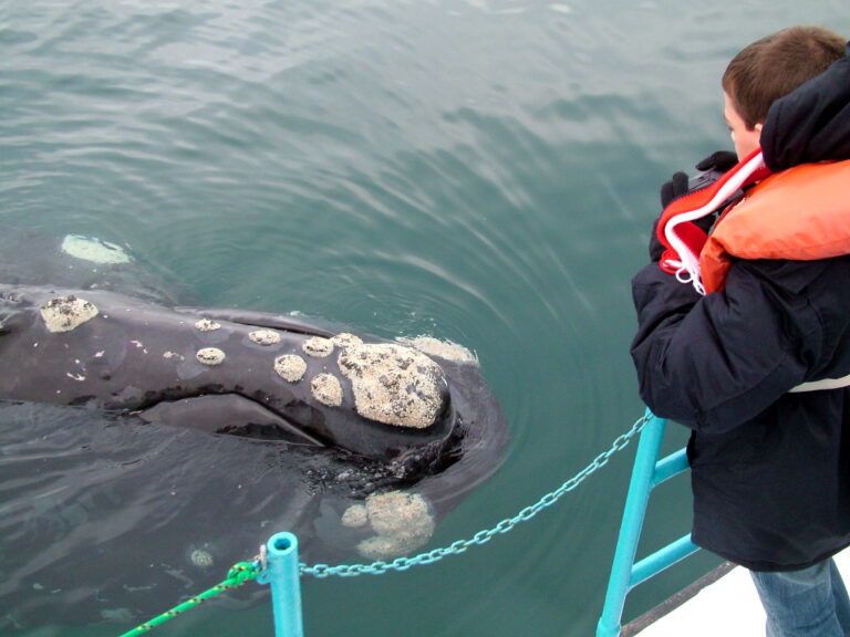 Visitar Puerto Madryn