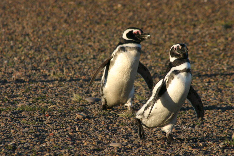 Pingüinos en Puerto Madryn