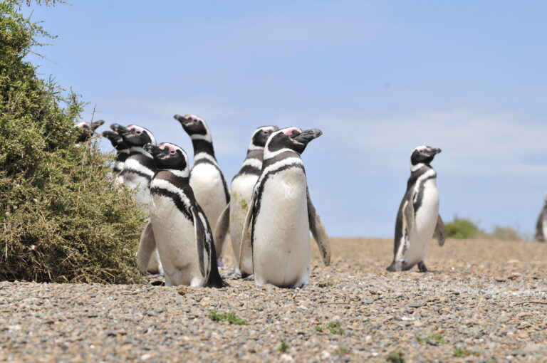 Pingüinos en Puerto Madryn