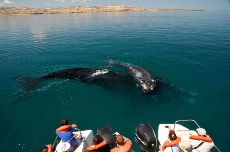 Visitar Puerto Madryn